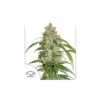 CBD Auto White Widow de Dutch Passion