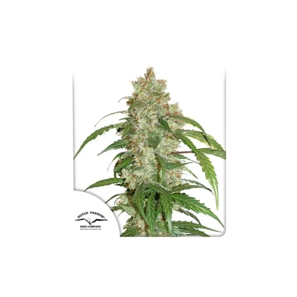 CBD Auto White Widow de Dutch Passion
