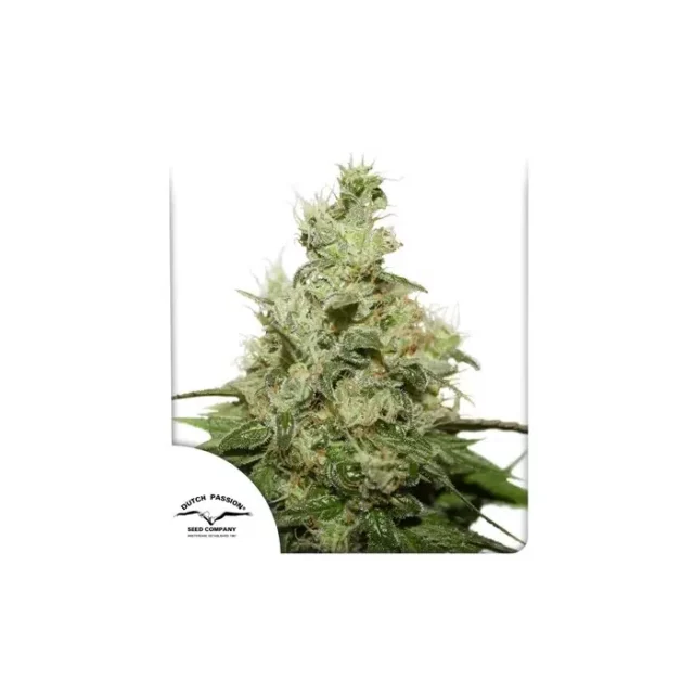 CBD Kush feminizada de Dutch Passion