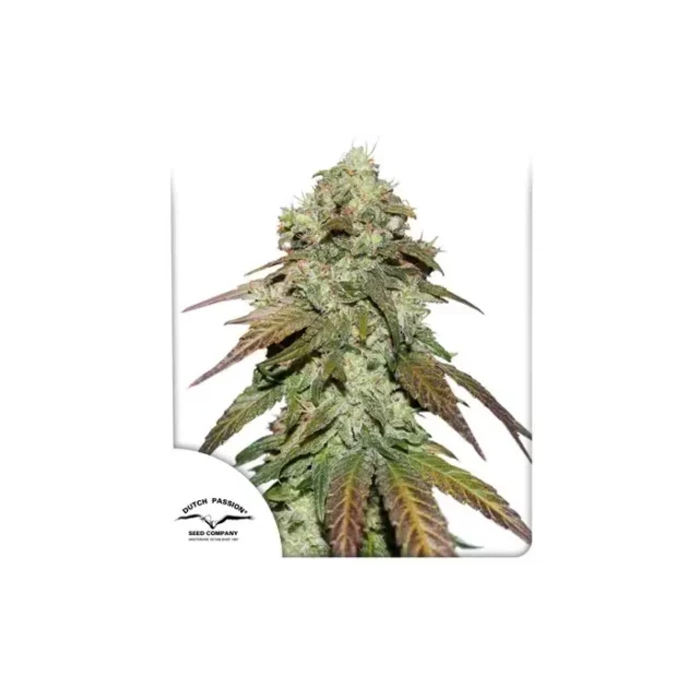 CBD Mazar feminizada de Dutch Passion
