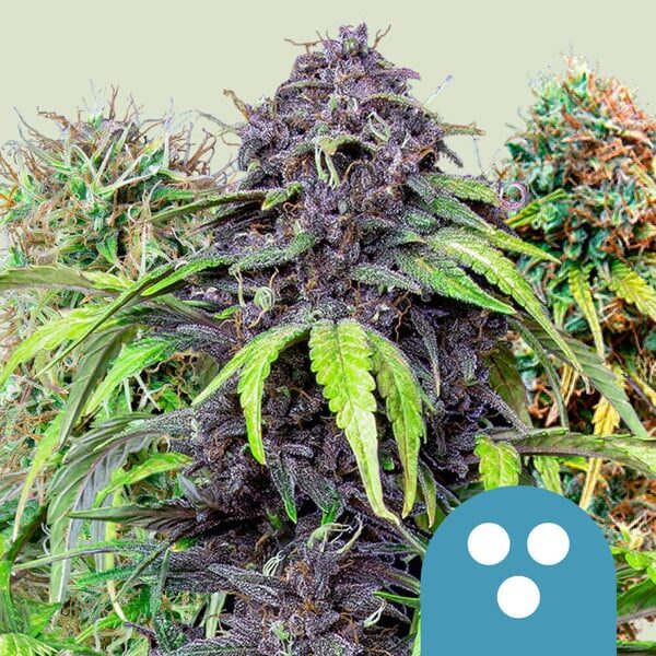 CBD Mix feminizada de Royal Queen Seeds