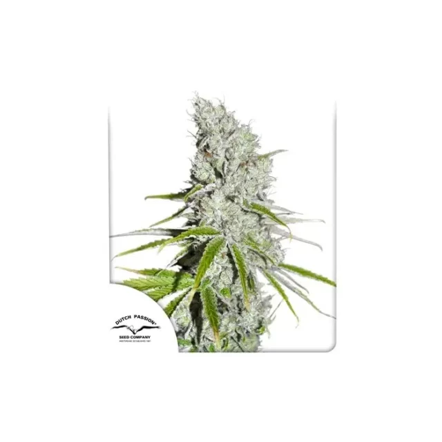 CBD Skunk Haze feminizada de Dutch Passion