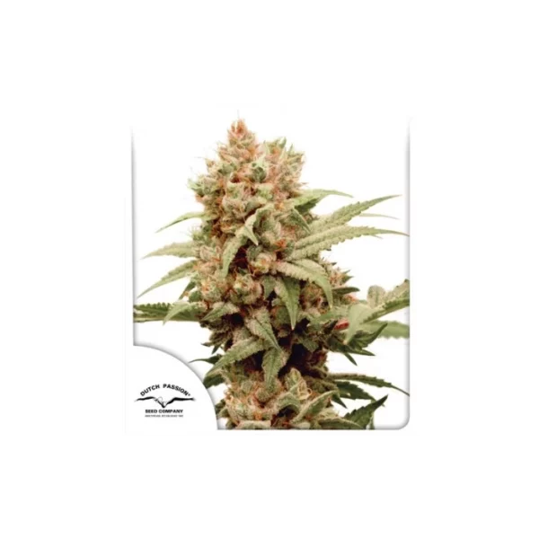 CBG Force feminizada de Dutch Passion