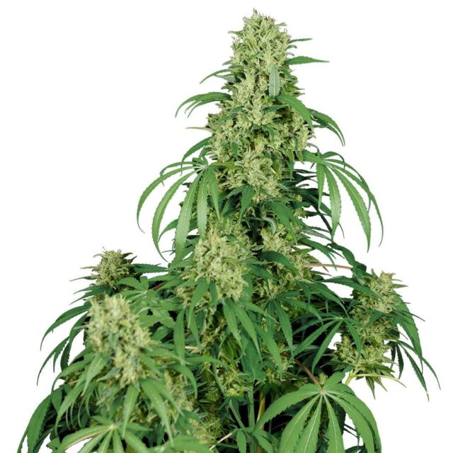 Calamity Jane Auto de Buddha Seeds