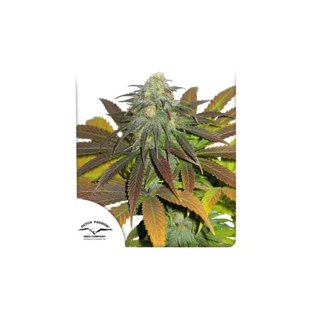 California Orange feminizada de Dutch Passion