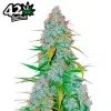 Californian Snow Auto de FastBuds