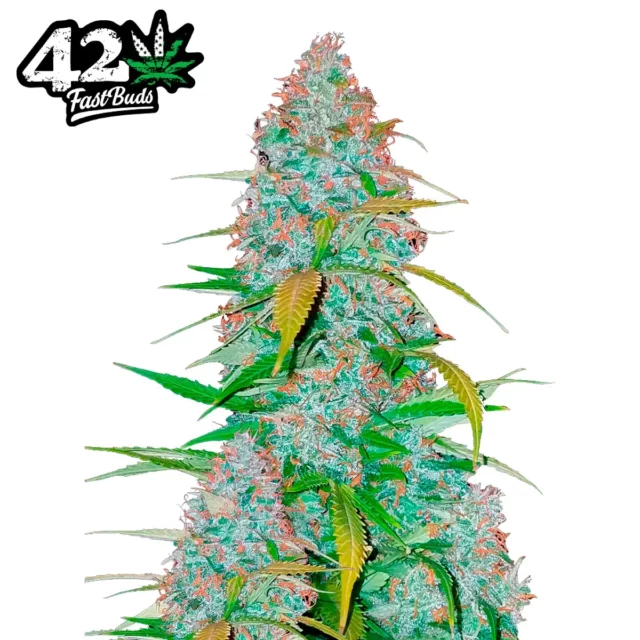 Californian Snow Auto de FastBuds