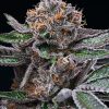 Candy Candy feminizada de Cookies Seed Bank