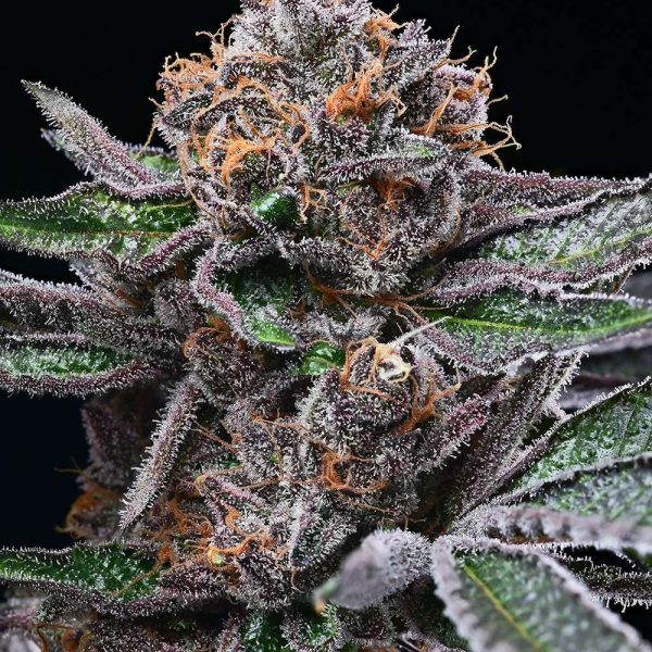 Candy Candy feminizada de Cookies Seed Bank