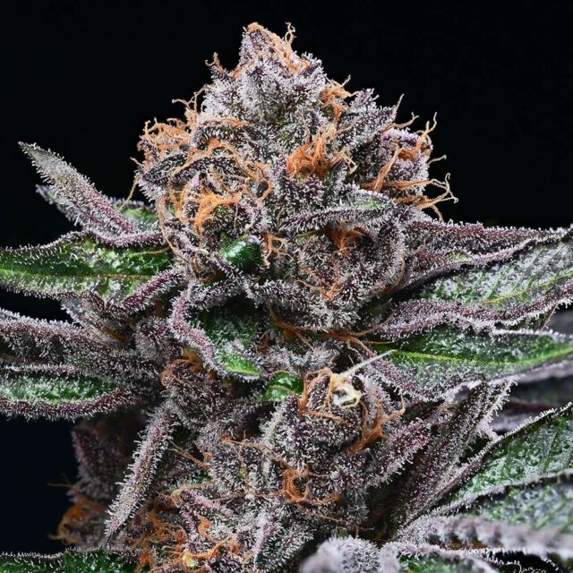 Candy Candy feminizada de Cookies Seed Bank