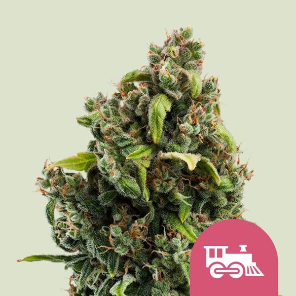 Candy Kush Express (Fast Version) feminizada de Royal Queen Seeds