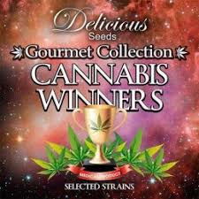 Cannabis Winners 1 feminizada de Delicious Seeds