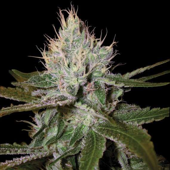 Cannalope Haze feminizada de DNA Genetics