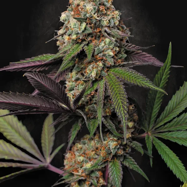 Caramba feminizada de Paradise Seeds