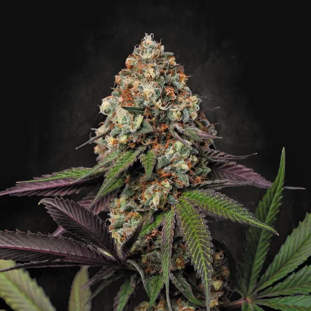 Caramba feminizada de Paradise Seeds