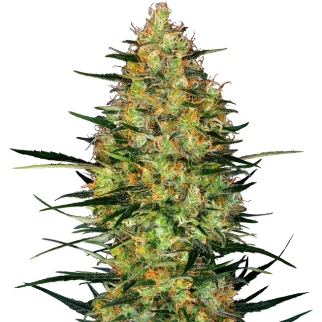 Caramellow Kush Auto de Sensi Seeds
