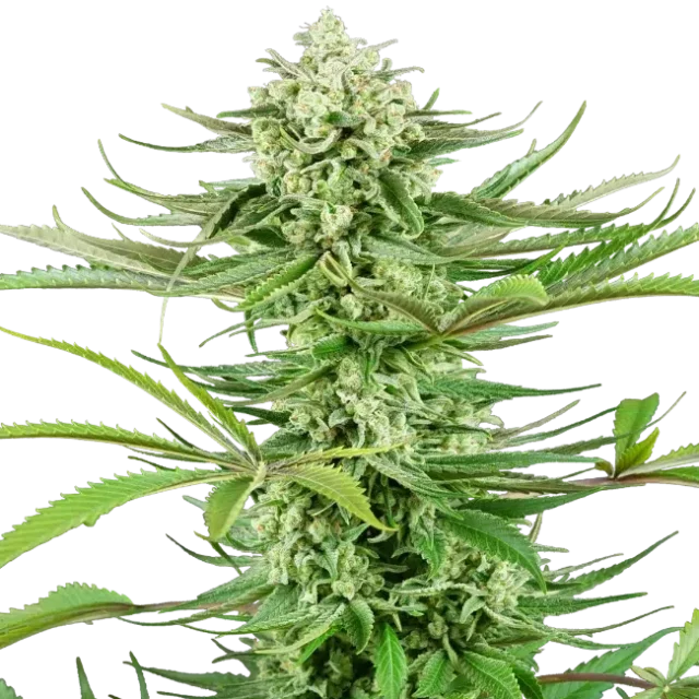 Cashew Kush feminizada de Sensi Seeds