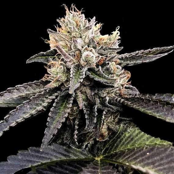 Cataract Cake feminizada de DNA Genetics