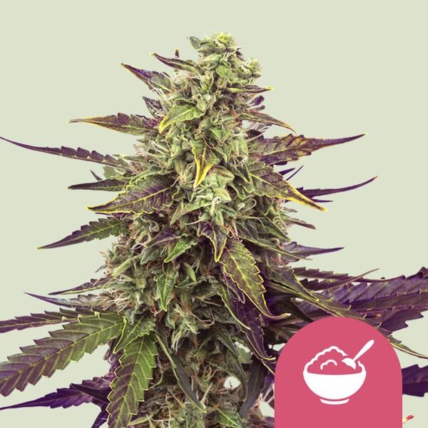 Cereal Milk feminizada de Royal Queen Seeds