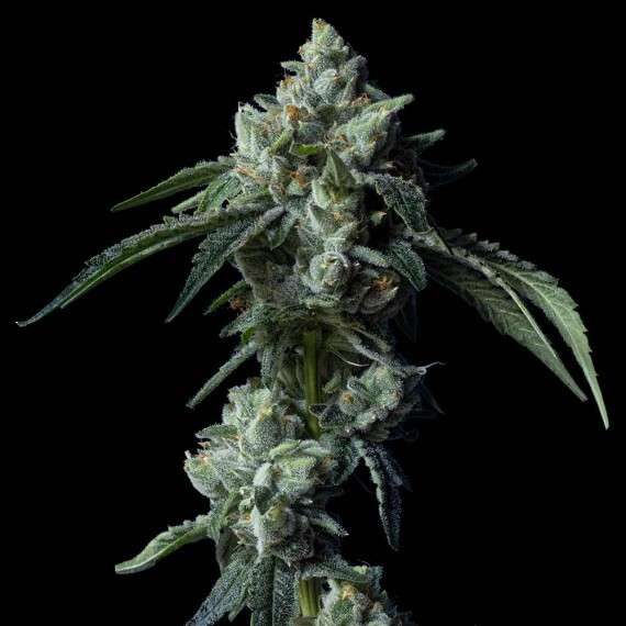 Challah Bread feminizada de DNA Genetics
