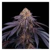 Chantilly feminizada de Perfect Tree