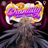 Chantilly feminizada de Perfect Tree