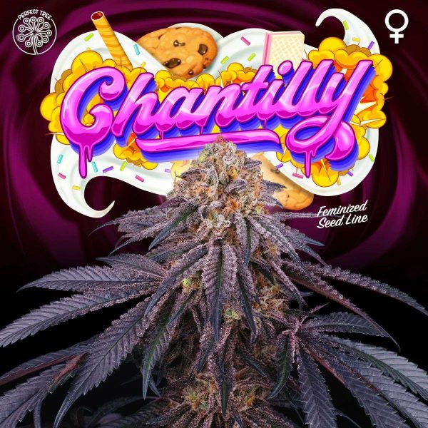 Chantilly feminizada de Perfect Tree