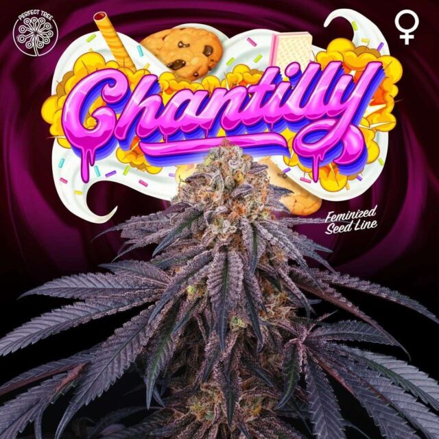 Chantilly feminizada de Perfect Tree