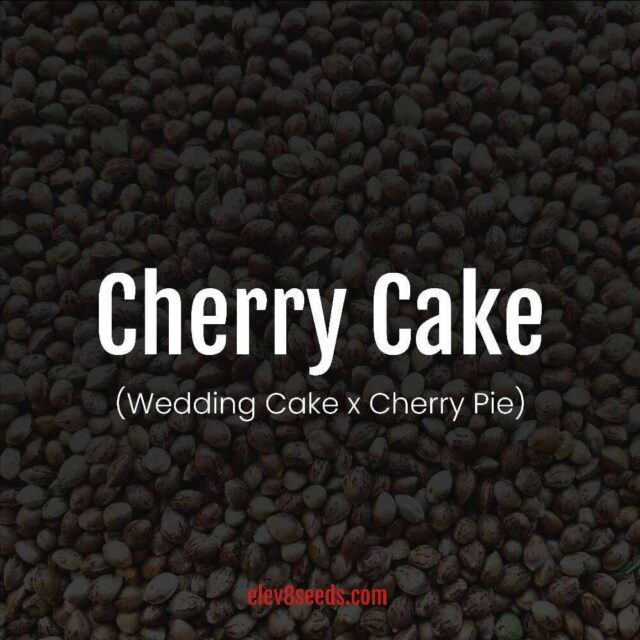 Cherry Cake feminizada de Elev8 Seeds