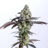 Cherry Cake feminizada de Elev8 Seeds