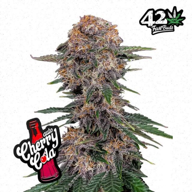 Cherry Cola Auto de FastBuds