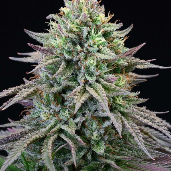 Cherry Cooks feminizada de Cookies Seed Bank