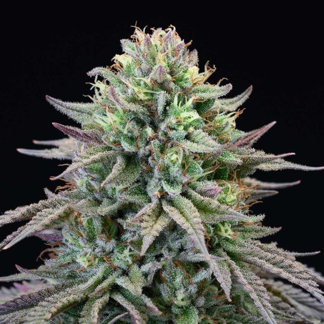 Cherry Cooks feminizada de Cookies Seed Bank