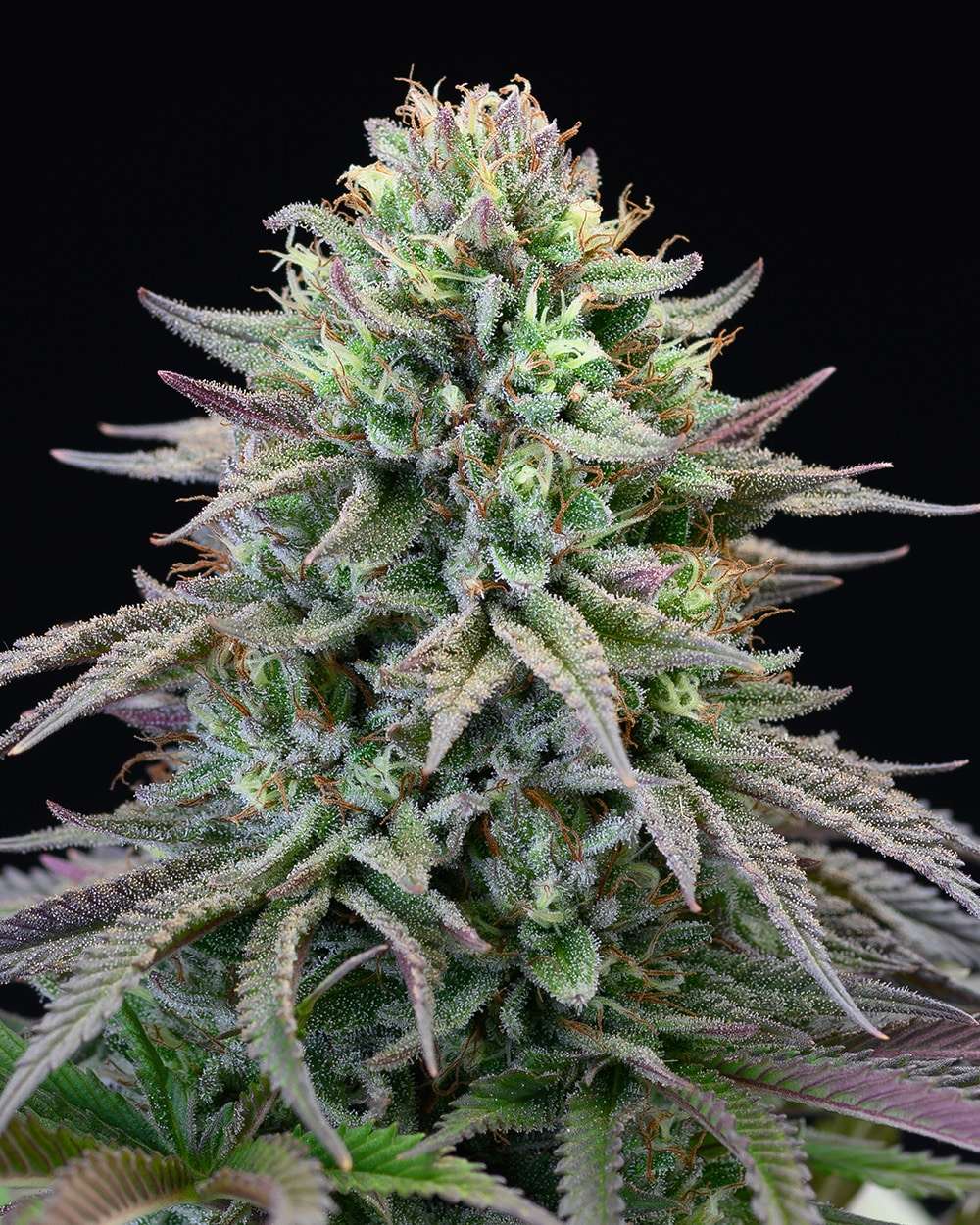 Cherry Cooks feminizada de Cookies Seed Bank
