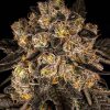 Cherry Fritter feminizada de Cookies Seed Bank