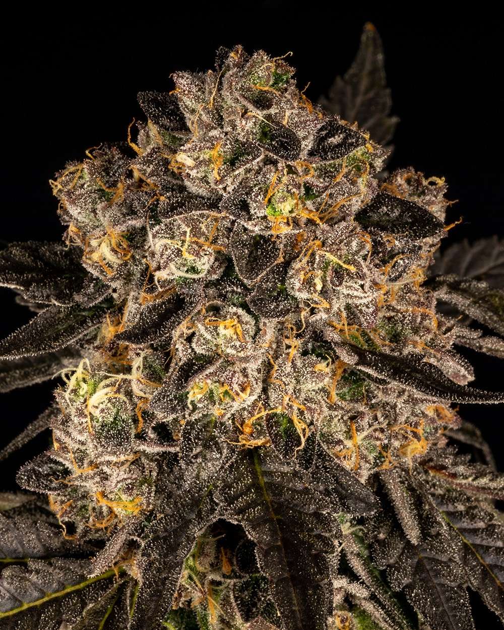 Cherry Fritter feminizada de Cookies Seed Bank - Imagen 2