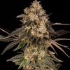 Cherry Fritter feminizada de Cookies Seed Bank