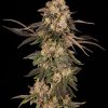 Cherry Fritter feminizada de Cookies Seed Bank