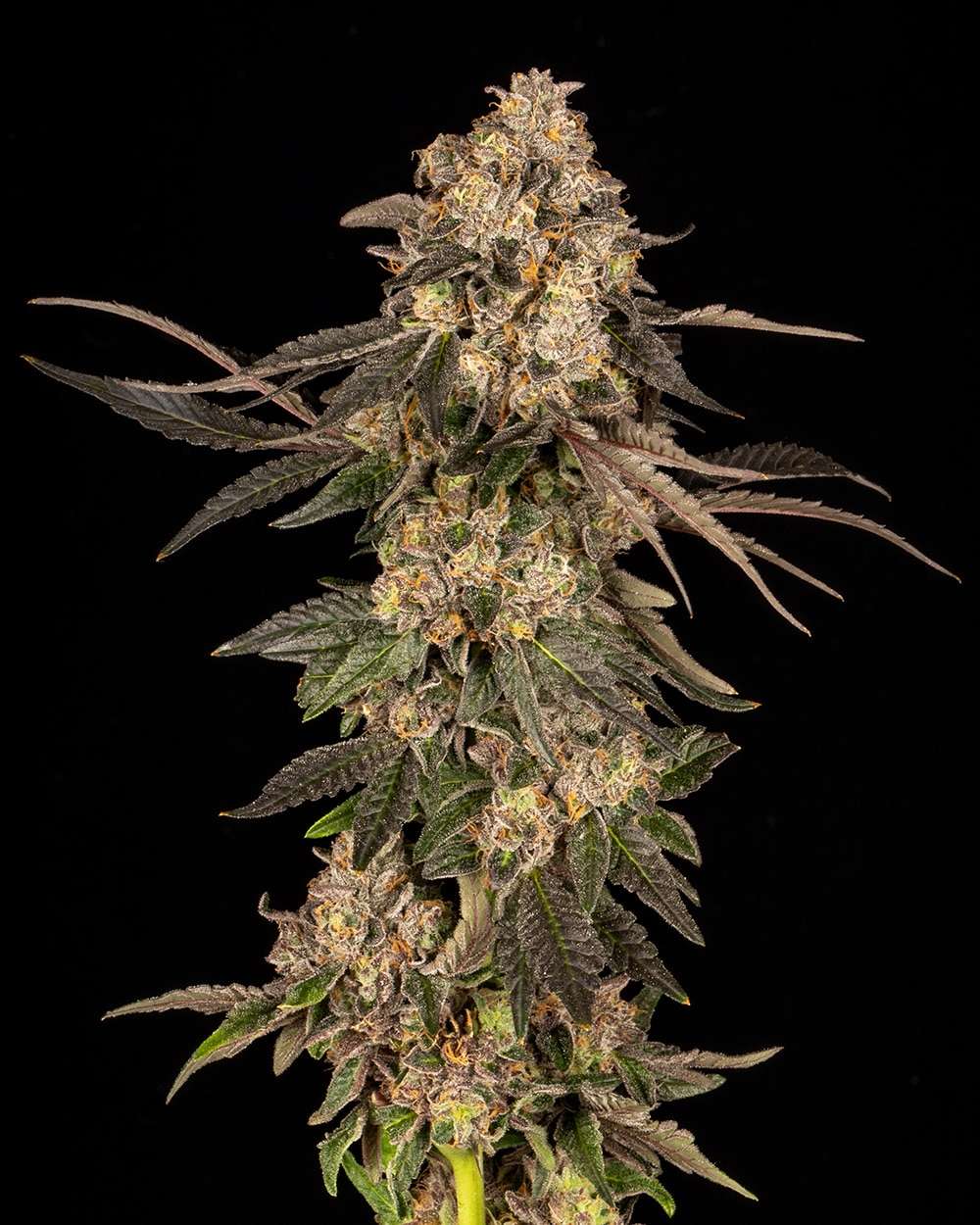 Cherry Fritter feminizada de Cookies Seed Bank - Imagen 3