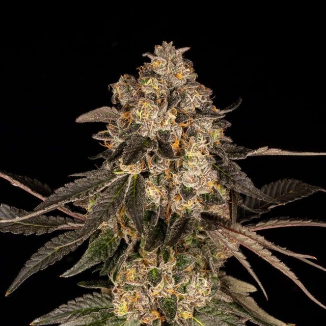 Cherry Fritter feminizada de Cookies Seed Bank