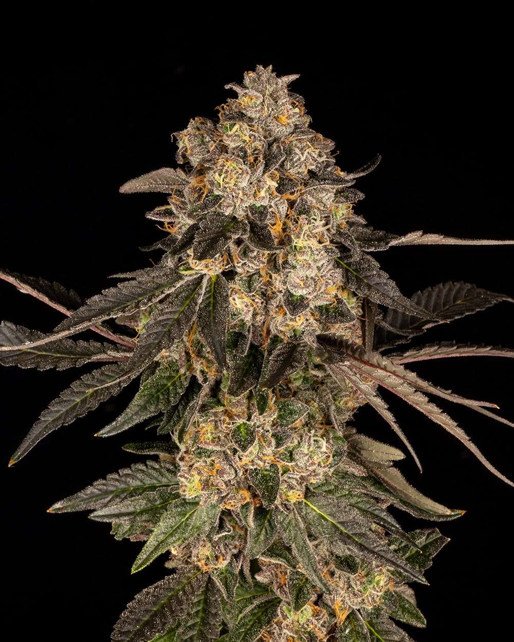 Cherry Fritter feminizada de Cookies Seed Bank