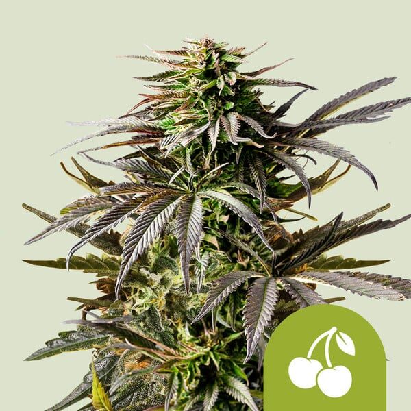 Cherry Pie Auto de Royal Queen Seeds