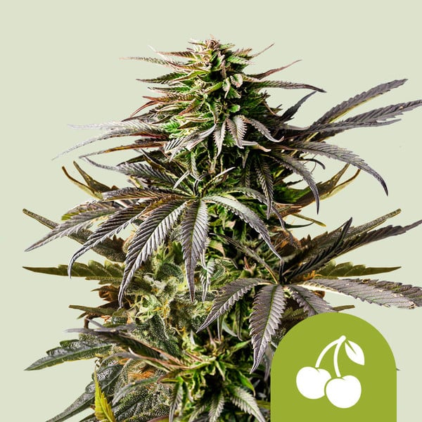Cherry Pie Auto de Royal Queen Seeds
