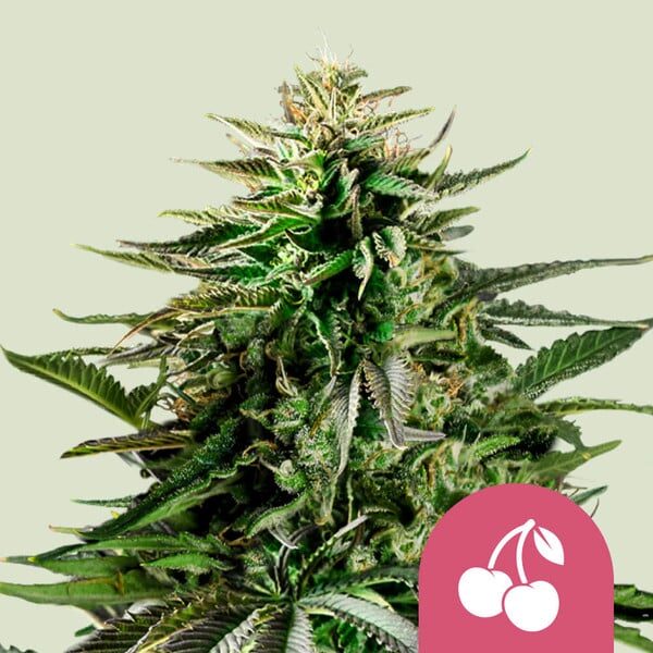 Cherry Pie feminizada de Royal Queen Seeds
