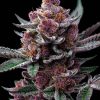 Cherry Poppers feminizada de Barney's Farm