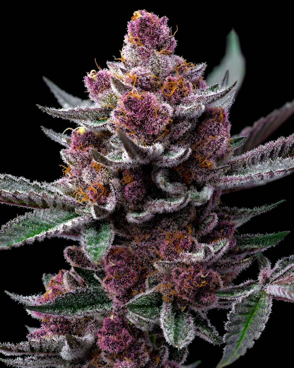 Cherry Poppers feminizada de Barney's Farm