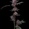 Cherry Poppers feminizada de Barney's Farm