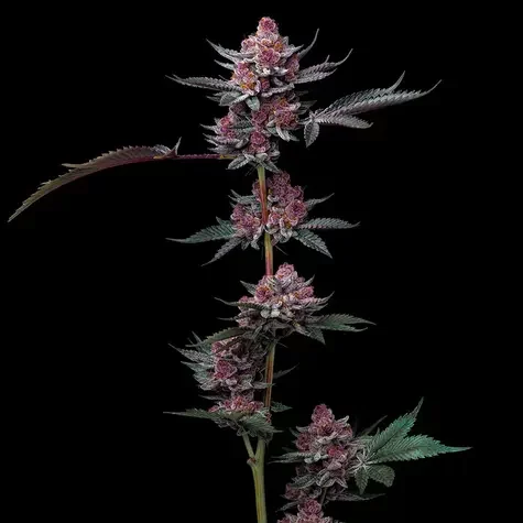 Cherry Poppers feminizada de Barney's Farm