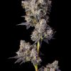 Cherry Zelato feminizada de Cookies Seed Bank
