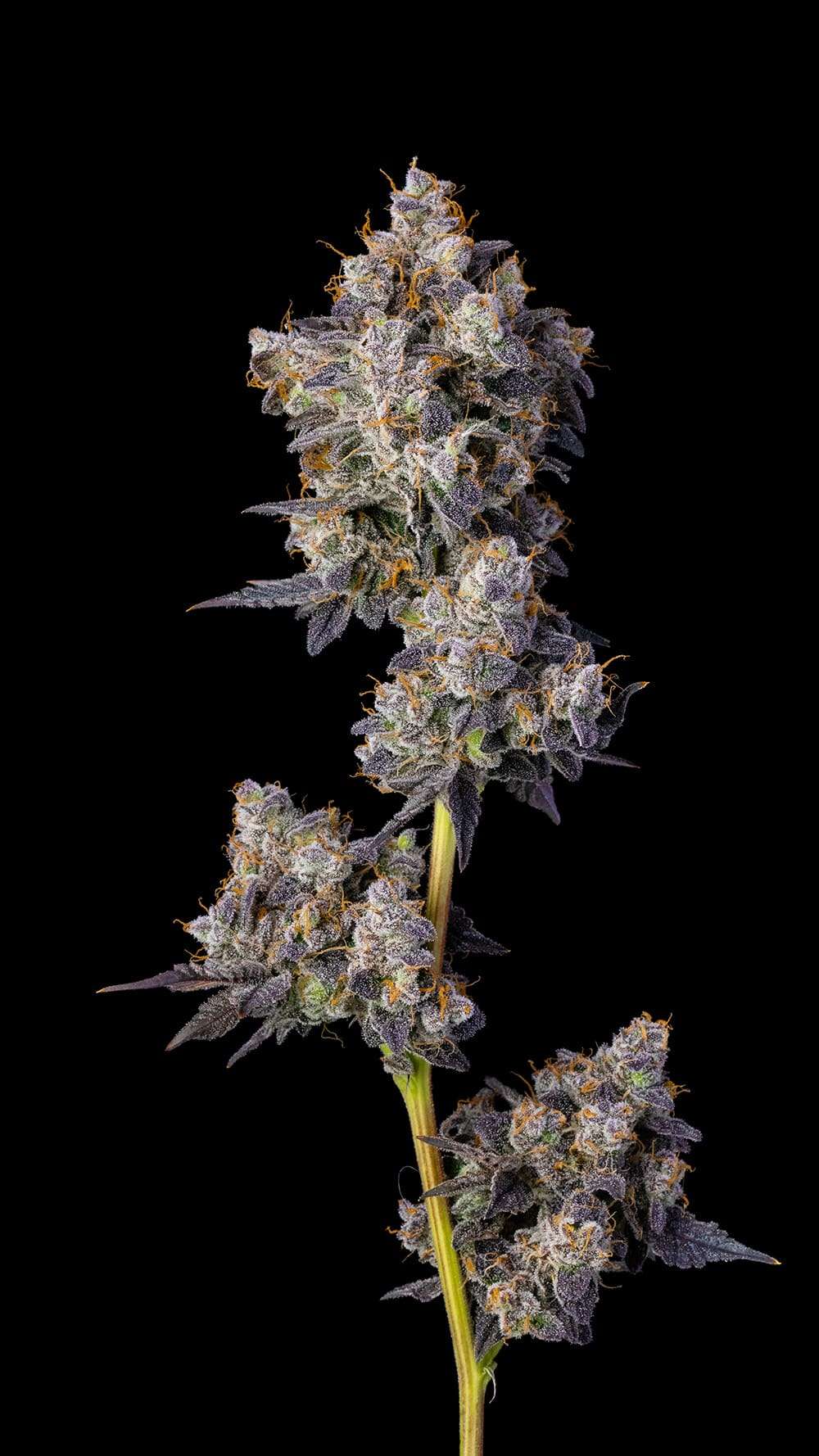 Cherry Zelato feminizada de Cookies Seed Bank - Imagen 2